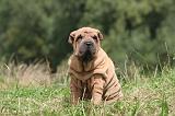 SHAR-PEI 817